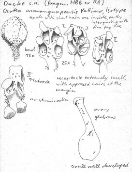 Vorschaubild Ocotea maranguapensis Vattimo-Gil